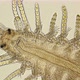 a Sea Ciliary Worm of the Syllidae Family Under a Microscope, Differs in Others By the Presence  - VideoHive Item for Sale