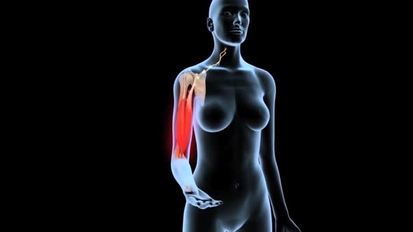 Human Arm Muscles To Tendons alt