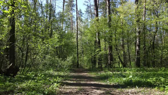 Green Forest During the Day Aerial View