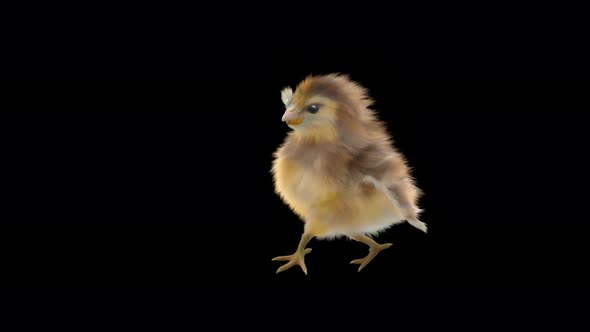 27 Baby Chicks Dancing 4K