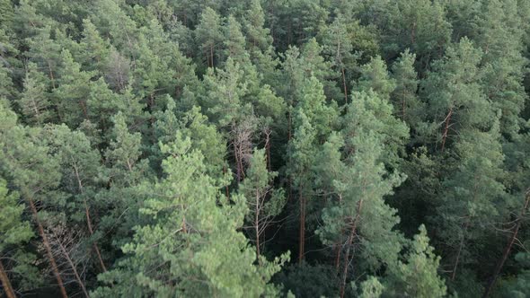 Slow Motion View of Green Forest By Day