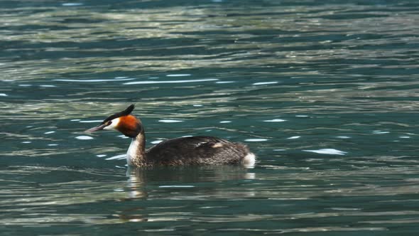 close up of a crested grebe on lake wakatipu