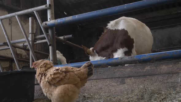 Brown and white cow eating and feed Hay In The Barn and dry grass in organic farm at the netherlands