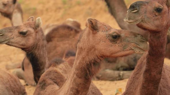 Camels at the Pushkar Fair Also Called the Pushkar Camel Fair or Locally As Kartik Mela