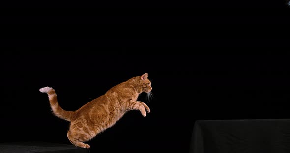 Red Tabby Domestic Cat, Adult Leaping against Black Background, Slow motion 4K