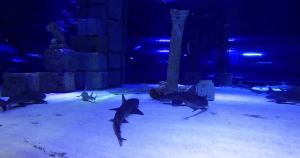 A Shark Swimming In An Aquarium