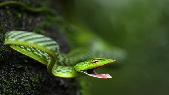 A Common green Vine Snake opens its mouth in order to attack as its on a tree bark covered with moss