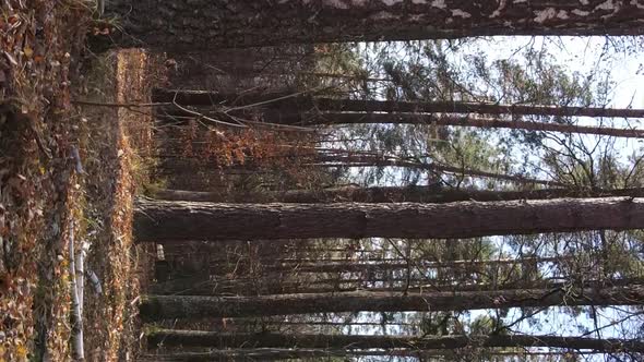 Vertical Video Autumn Forest with Trees in Ukraine Slow Motion