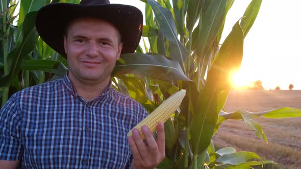 Corn Plantation