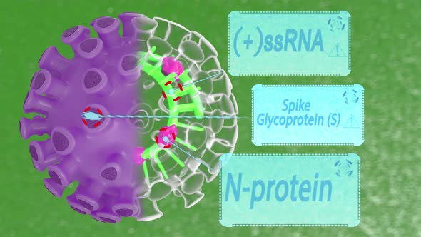 Model of COVID-19 inside with visible single-stranded RNA and nucleoproteins