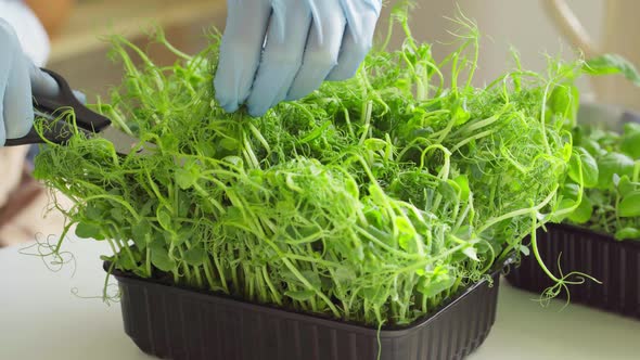 Hands in Gloves Cutting Microgreen Leaves with Scissors Close Up