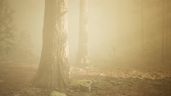 Autumn Forest and Trees in Morning Fog