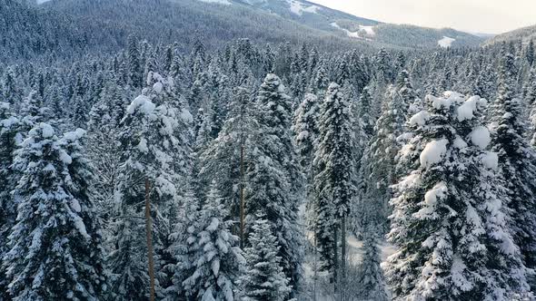 Beautiful Snow Scene Forest in Winter