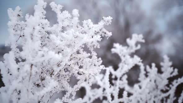 Shrubs and Trees Covered with White Rime Ice 