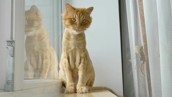 Trimmed Cat with Ginger Fur is Sitting on Windowsill After Grooming and Trimming During Summer