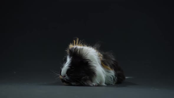 Abyssinian Guinea Pig Pet with Black White and Orange Fur Coat at Black Background. Close Up