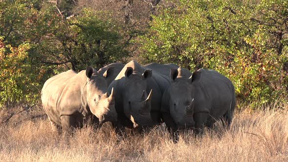 Southern white rhino huddle together in a small patch of shade on a hot African day in the wild.