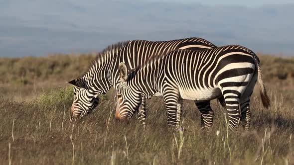 Grazing Cape Mountain Zebras