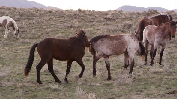 Wild horses playing and fighting with each other.