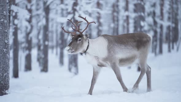 Slowmotion of a majestetic reindeer walking calmy in a snowy forest among other reindeer in Lapland