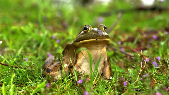Frog Sitting on Flowering Grass From Face Side Background Zoom in