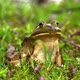 Frog Sitting on Flowering Grass From Face Side Background Zoom in - VideoHive Item for Sale