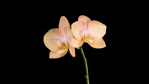 Blooming Peach Orchid Phalaenopsis Flower