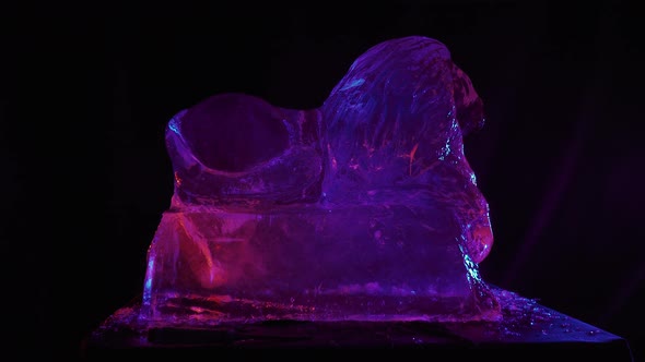 Beautiful Ice Statue of a Lion Under Purple Lighting Details