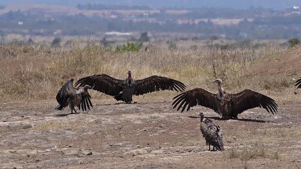 African white-backed vulture, gyps africanus, Group having Sun Bath , Nairobi Park in Kenya