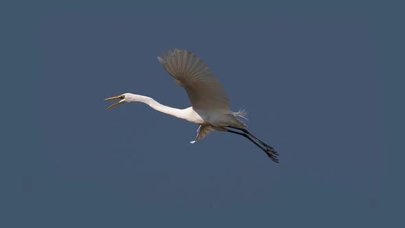 Great White Egret, egretta alba, Adult in flight, Baringo Lake in Kenya, slow motion