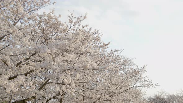 Best Cherry blossom in Yokohama