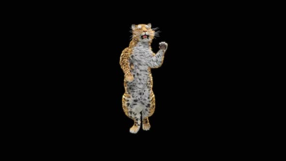 Leopard Dancing HD