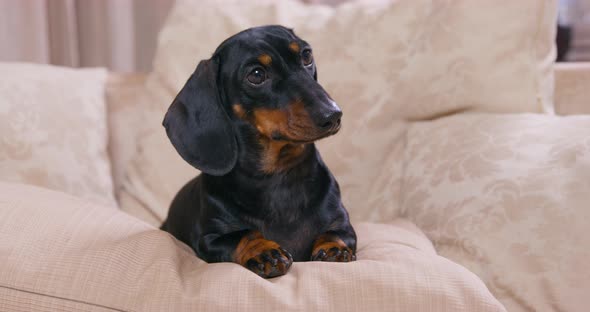 Black Dachshund Looks at Owner Lying on Sofa Pillows