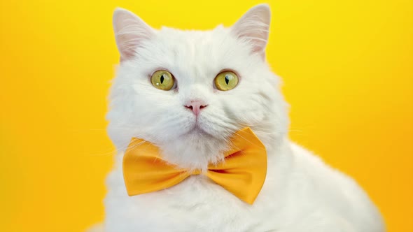 Close Portrait of White Furry Cat in Fashion Sunglasses