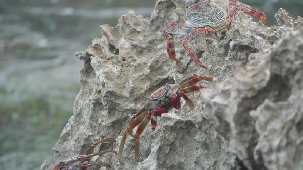 A sally lightfoot crab walks across rocks as the waves crash.