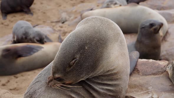 A Huge Seal Colony in Namibia