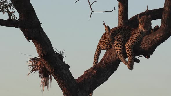 Female leopard lies on tree branch with porcupine kill next to her