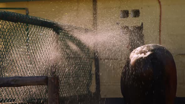 Horse being washed with spraying water 