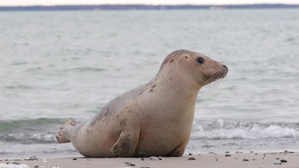 Young seal looking like he/she, spotted something, wintertime in Falsterbo, Skanör, Sweden