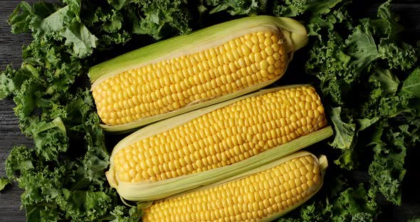 Ripe Corncobs on Green Salad Leaves