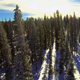 Flight Over Snow Covered Pines - VideoHive Item for Sale