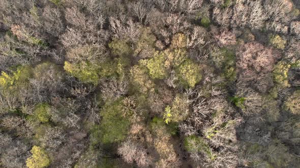 Top View of a Mixed Forest