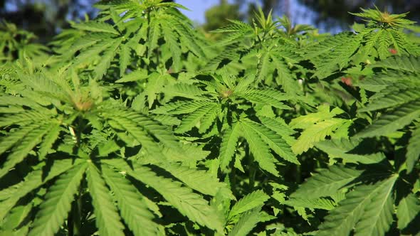 Green Bushes of Marijuana. Close Up View of a Marijuana Cannabis Bud.