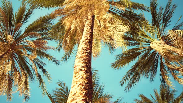 Exotic Tropical Palm Trees at Summer View From Bottom Up to the Sky