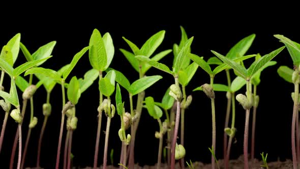 Time Lapse of Growth Mung Bean Plants