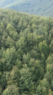 Aerial View of Trees in the Forest