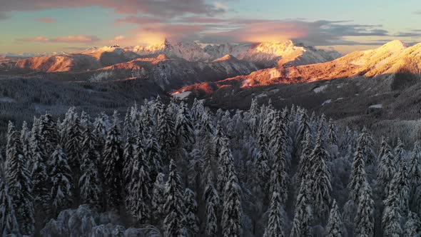 Flying over a winter forest after fresh snow