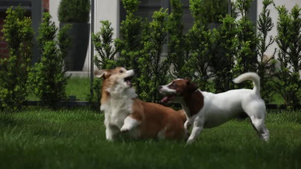 Two dogs play at autumn green grass at outdoor