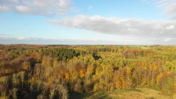 Color Changing Trees in Denmark