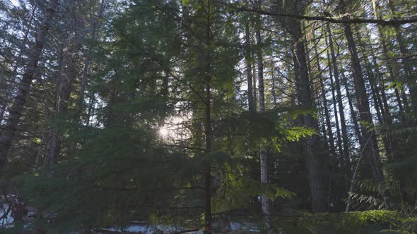 Rain Forest in British Columbia Canada